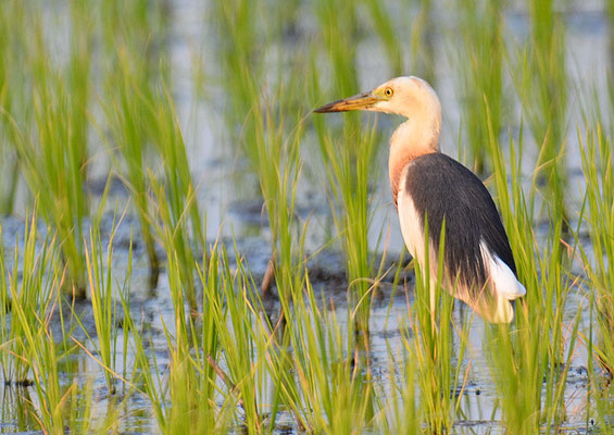 PRACHTREIHER, JAVAN POND HERON, ARDEOLA SPECIOSA