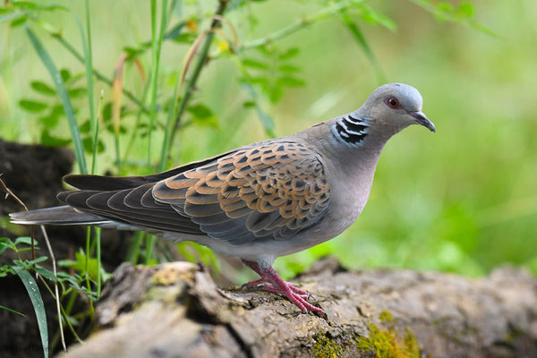 TURTELTAUBE, TURTLE DOVE, STREPTOPELIA TURTUR
