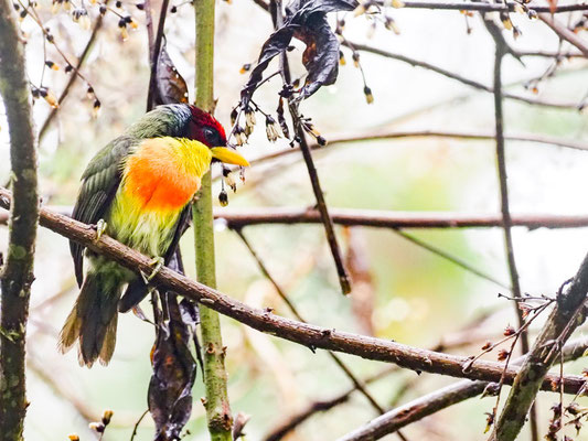 Goldbrustbartvogel, Lemon-throated Barbet - Eubucco richardsoni