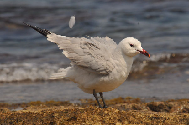 KORALLENMÖWE, AUDOUIN´S GULL, LARUS AUDOUINII
