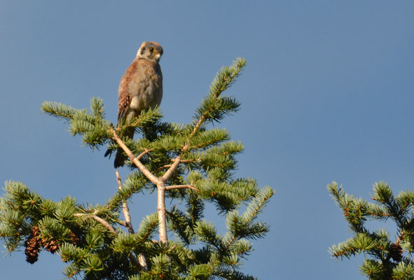 BUNTFALKE, AMERICAN KESTREL, FALCO SPARVERIUS