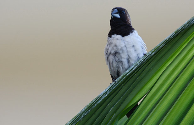 JAVA-BRONZEMÄNNCHEN, JAVAN MUNIA, LONCHURA LEUCOGASTROIDES