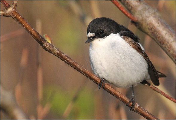 TRAUERSCHNÄPPER, PIED FLYCATCHER, FICEDULA HYPOLEUCA