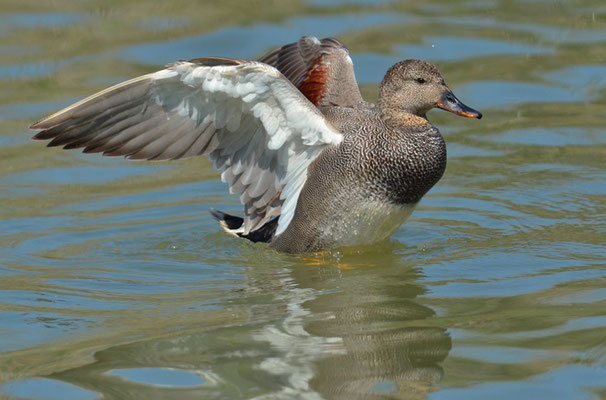 SCHNATTERENTE, GADWALL, ANAS STREPERA