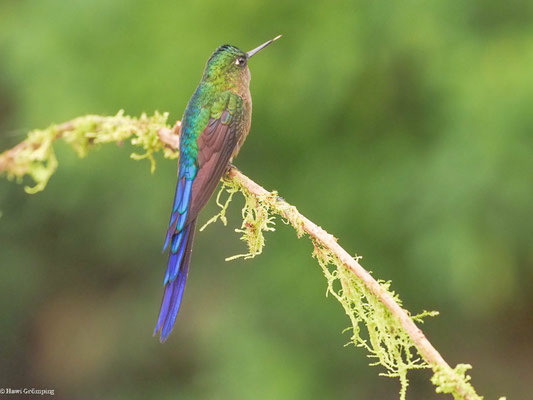 LANGSCHWANZSYLPHE, VIOLET-TAILED SYLPH -  AGLAIOCERCUS COELESTIS