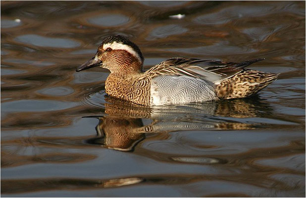 KNÄKENTE, GARGANEY, ANAS QUERQUEDULA