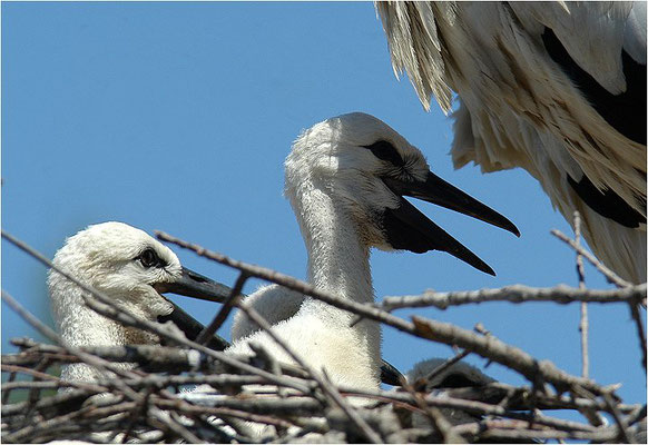 WEISSSTORCH, WHITE STORK, CICONIA CICONIA