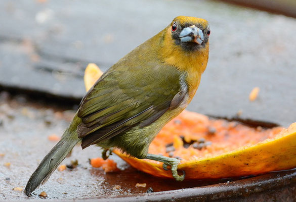 Aztekenbartvogel, Prong-billed Barbet, Semnornis frantzii