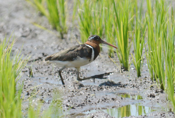 GOLDSCHNEPFE, GREATER PAINTED-SNIPE, ROSTRATULA BENGHALENSIS