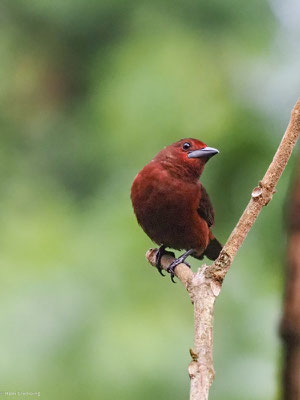 Purpurtangare, Silver-beaked Tanager - ramphocelus carbo