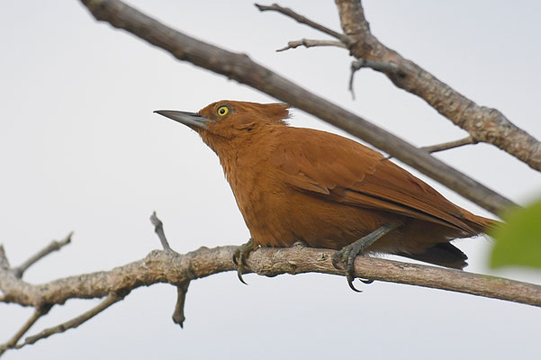 Brauncacholote, Caatinga cacholote, Pseudoseisura cristata