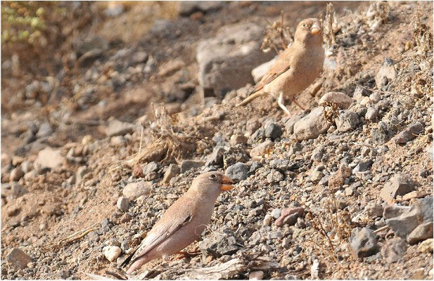 WÜSTENGIMPEL, TRUMPETER FINCH, BUCANETES GITHAGINEUS