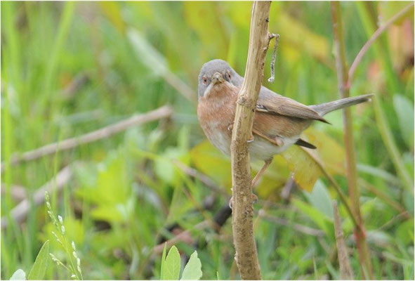 WEISSBARTGRASMÜCKE, SUBALPINE WARBLER, SYLVIA CANTILLANS