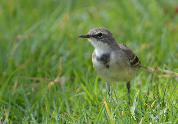 KAPSTELZE, CAPE WAGTAIL, MOTACILLA CAPENSIS