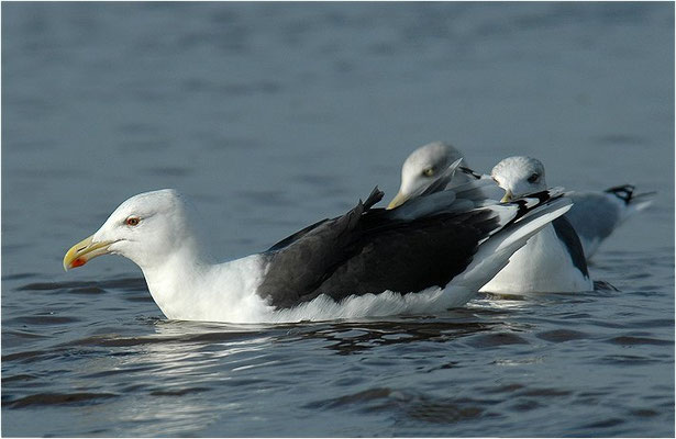 MANTELMÖWE, GREAT BLACK-BACKED GULL, LARUS MARINUS
