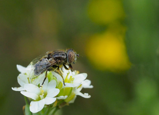 MATTE SCHWARZKOPFSCHWEBFLIEGE, MELANOSTOMA SCALARE