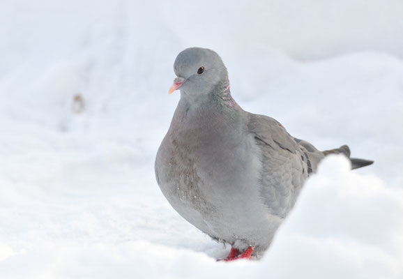 Hohltaube im Schnee