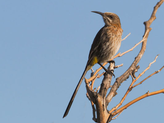 Kaphonigfresser, cape sugarbird, promerops cafer - südafrika
