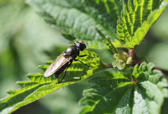KLEINE ERZSCHWEBFLIEGE, CHEIILOSIA PAGANA