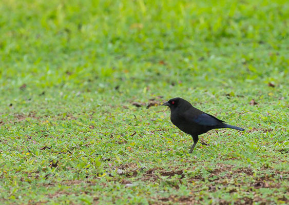 ROTAUGEN-KUHSTÄRLING, BRONZED COWBIRD, MOLOTHRUS AENEUS