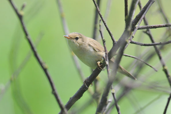 SUMPFROHRSÄNGER, MARSH WARBLER, ACROCEPHALUS PALUSTRIS