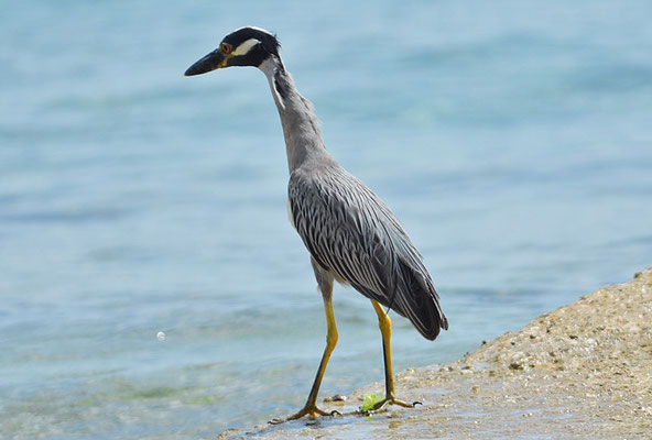 KRABBENREIHER, YELLOW-CROWNED NIGHT HERON, NYCTINASSA VIOLACEUS