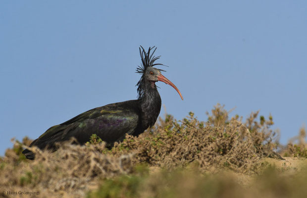 WALDRAPP, BALD IBIS, GERONTICUS EREMITA