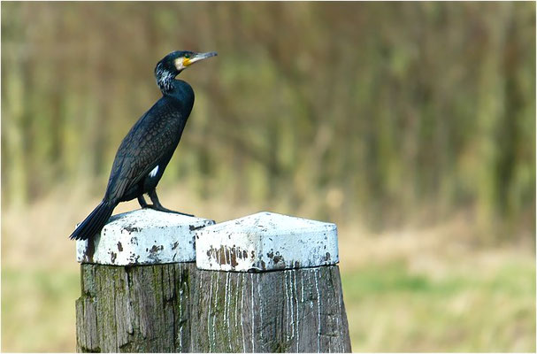 KORMORAN, GREAT CORMORANT, PHALACROCORAX CARBO