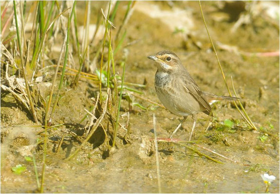 BLAUKEHLCHEN, BLUETHROAT, LUSCINIA SVECICA