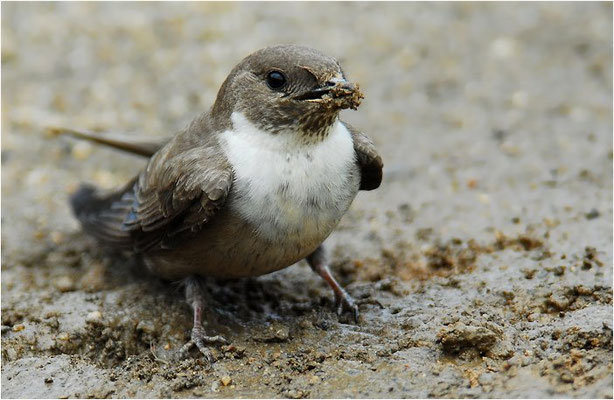 FELSENSCHWALBE, CRAG MARTIN,  PTYONOPROGNE RUPESTRIS