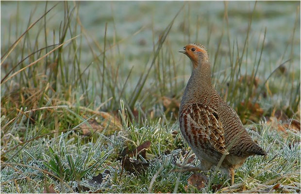 REBHUHN, GREY PARTRIDGE, PERDIX PERDIX