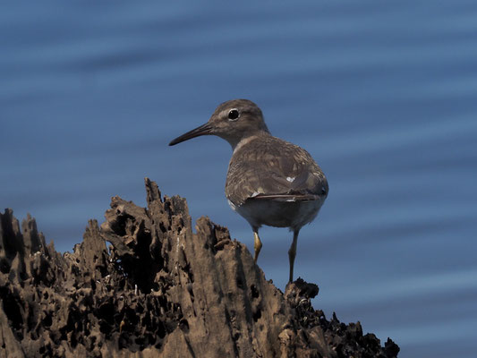 DROSSELUFERLÄUFER, SPOTTED SANDPIPER, ACTITIS MACULARIUS