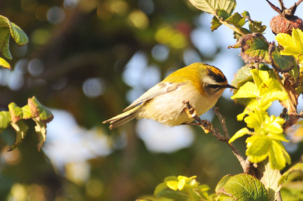 SOMMERGOLDHÄHNCHEN, FIRECREST, REGULUS IGNICAPILLA