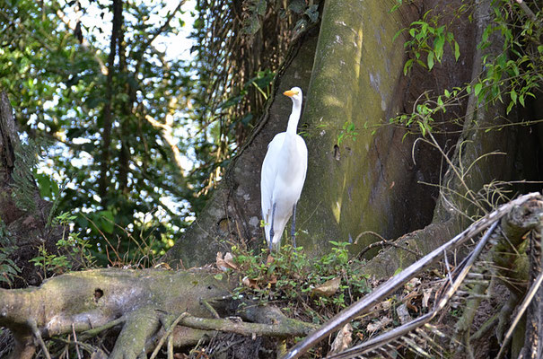 SILBERREIHER, GREAT EGRET, ARDEA ALBA