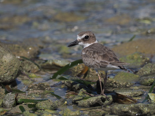WILSON-REGENPFEIFER, WILSON´S PLOVER, CHARADRIUS WILSONIA