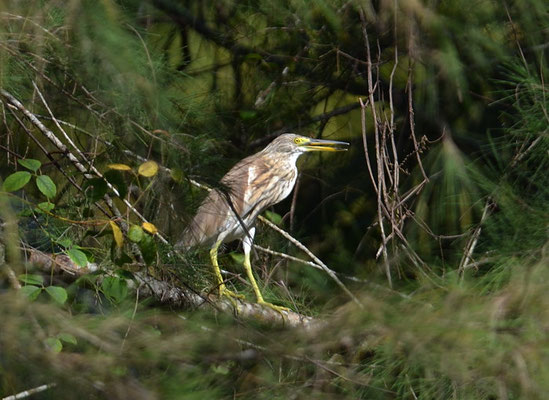 BACCHUSREIHER, CHINESE POND-HERON, ARDEOLA BACCHUS