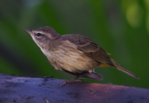 PALMENWALDSÄNGER, PALM WARBLER, SETOPHAGA PALMARUM