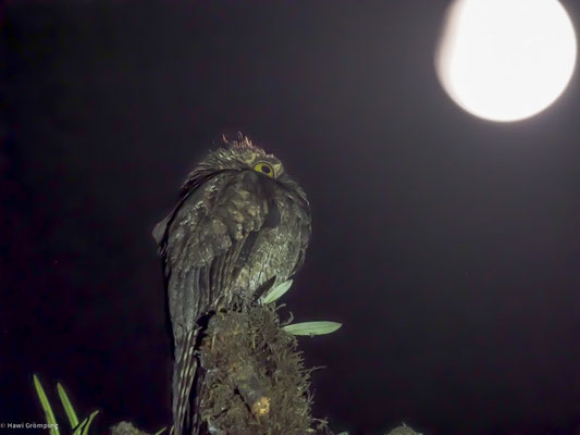 Urutau-Tageschläfer, Common Potoo - Nyctibius aethereus