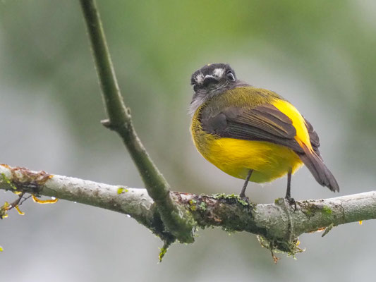 SCHMUCKTYRANN, ORNATE FLYCATCHER - MYIOTRICCUS ORNATUS
