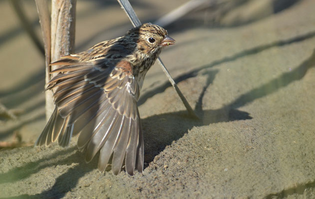 Abendammer, Vesper sparrow, pooecetes gramineus
