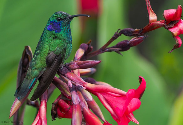 KLEINER VEILCHENOHRKOLIBRI, GREEN VIOLET-EAR, COLIBRI THALASSINUS