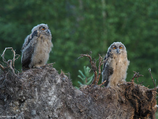 UHU, EAGLE OWL, BUBO BUBO