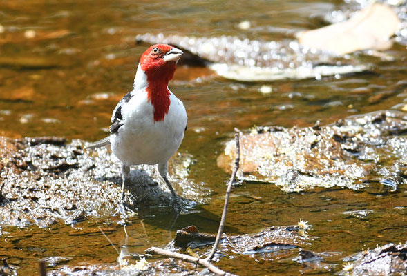 DOMINIKANERKARDINAL, RED-COWLED CARDINAL, PAROARIA DOMINICANA