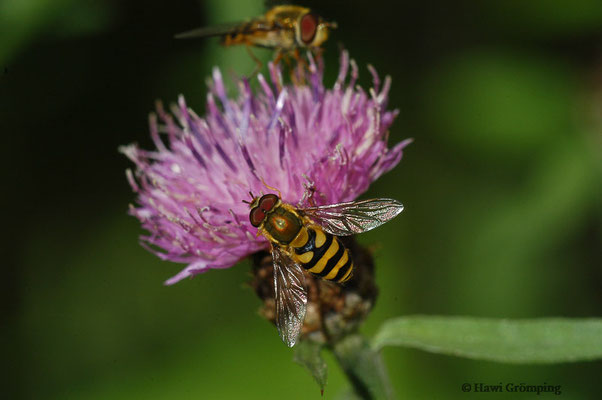 GROSSE SCHWEBFLIEGE, SYRPHUS RIBESII