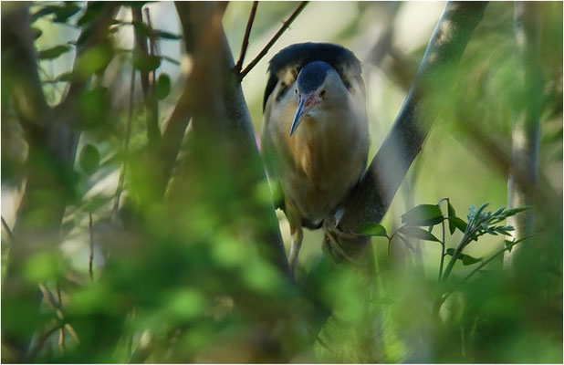 ZWERGDOMMEL, LITTLE BITTERN, IXOBRYCHUS MINUTUS