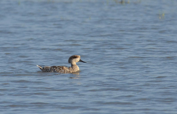 MARMELENTE, MARBLED DUCK, MARMARONETTA ANGUSTIROSTRIS