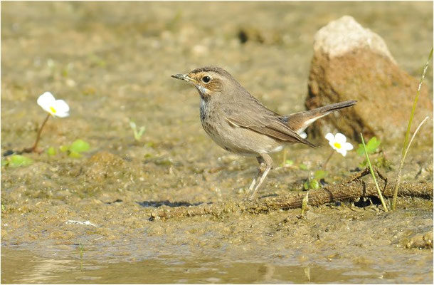 BLAUKEHLCHEN, BLUETHROAT, LUSCINIA SVECICA