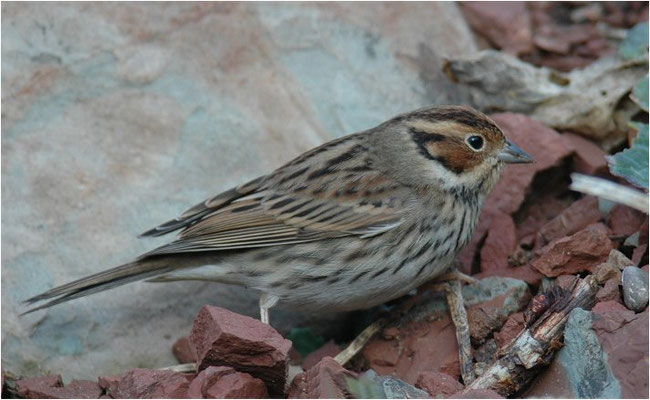ZWERGAMMER, LITTLE BUNTING, EMBERIZA PULSILLA