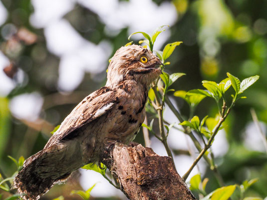 URUTAU-TAGESCHLÄFER, COMMON POTOO - NYCTIBIUS AETHEREUS