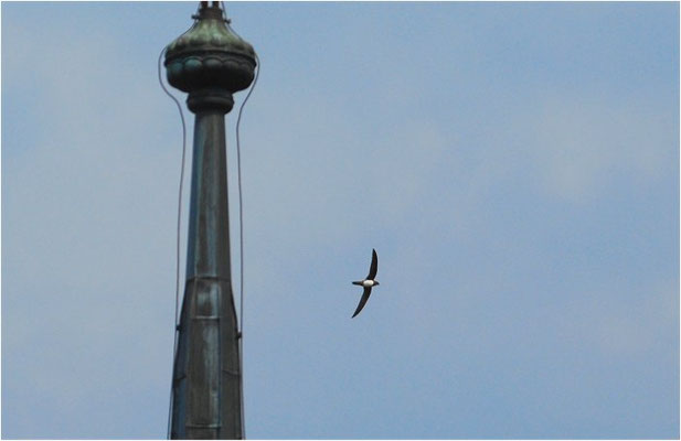 ALPENSEGLER, ALPINE SWIFT, APUS MELBA